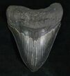 Sharply Serrated Megalodon Tooth #5193-1